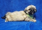 Small Photo #35 Lhasa Apso Puppy For Sale in BUFFALO, MO, USA