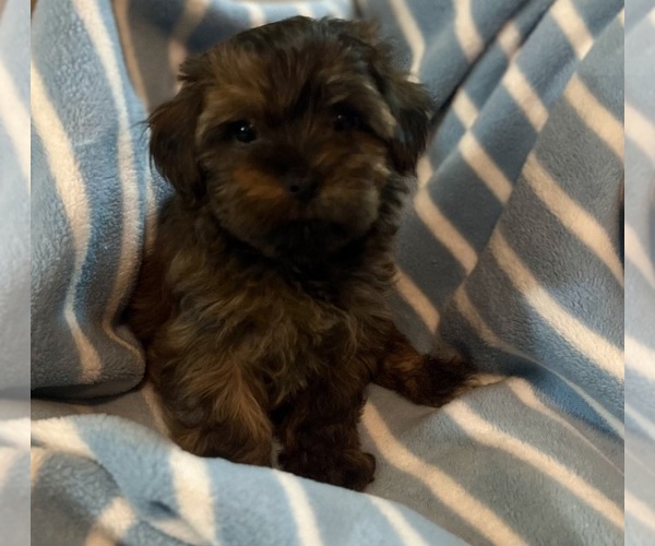 Medium Photo #1 Morkie Puppy For Sale in CONWAY, SC, USA