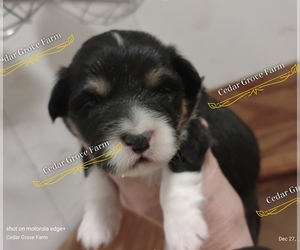 Pembroke Welsh Corgi Puppy for Sale in WINGATE, North Carolina USA