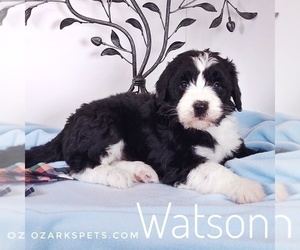 Sheepadoodle Puppy for sale in SEYMOUR, MO, USA