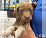 Small #1 Labrador Retriever Mix