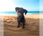 Small #2 Dachshund