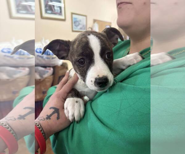 Medium Photo #2 Mutt Puppy For Sale in Martinsburg, WV, USA