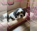 Small Photo #4 Shih Tzu Puppy For Sale in Holly Springs, NC, USA