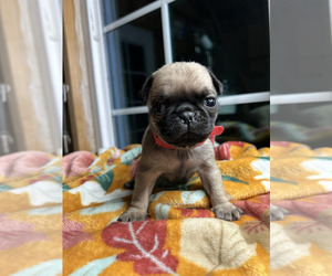 Pug Puppy for sale in BARSTOW, CA, USA