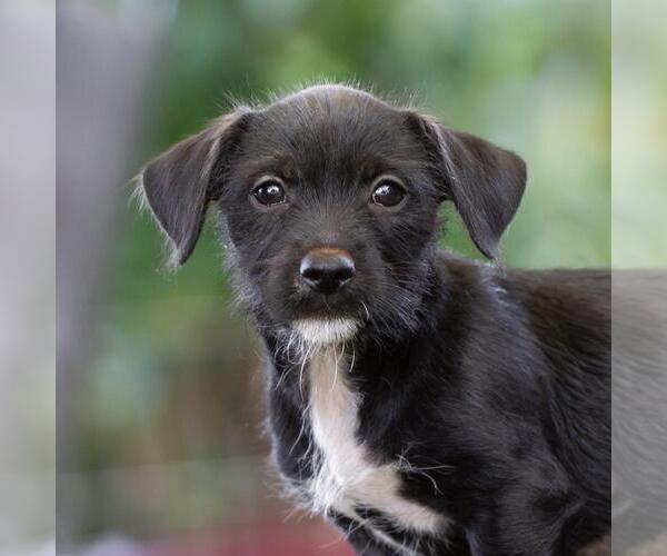 Medium Photo #3 Mutt Puppy For Sale in San Diego, CA, USA