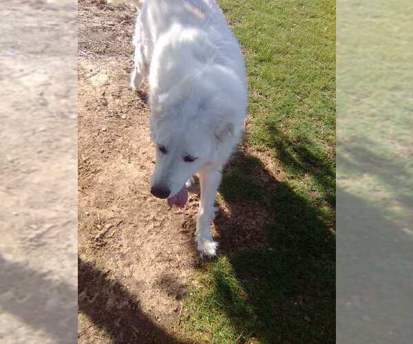 Medium Photo #9 Great Pyrenees Puppy For Sale in Spring, TX, USA