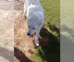Small Photo #9 Great Pyrenees Puppy For Sale in Spring, TX, USA