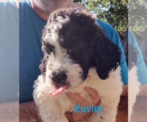 Saint Berdoodle Puppy for sale in MARION, TX, USA