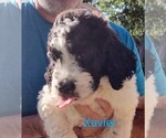 Image preview for Ad Listing. Nickname: Xavier