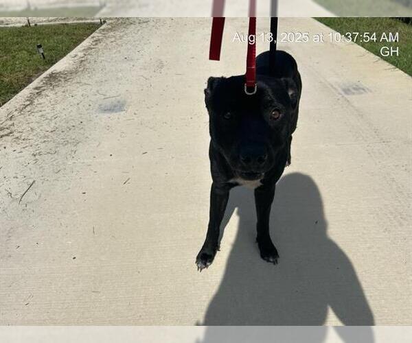 Medium Photo #1 American Pit Bull Terrier Puppy For Sale in Ocala, FL, USA