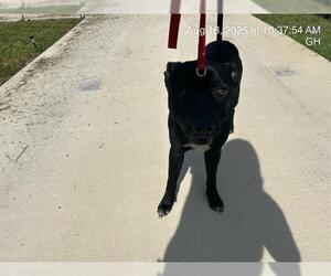 American Pit Bull Terrier Dogs for adoption in Ocala, FL, USA