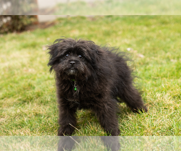 Medium Photo #3 Pomeranian-Poodle (Toy) Mix Puppy For Sale in NAPPANEE, IN, USA