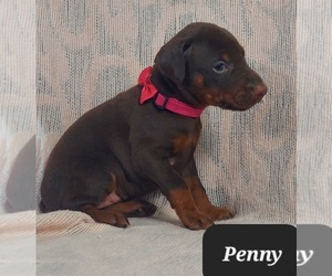 Doberman Pinscher Puppy for sale in POMEROY, OH, USA