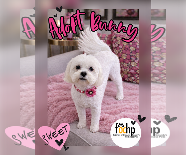 Medium Photo #1 Mal-Shi Puppy For Sale in Menifee, CA, USA