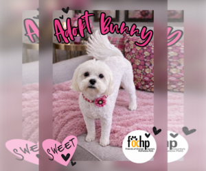 Mal-Shi Dogs for adoption in Menifee, CA, USA