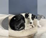 Small #3 American Pit Bull Terrier