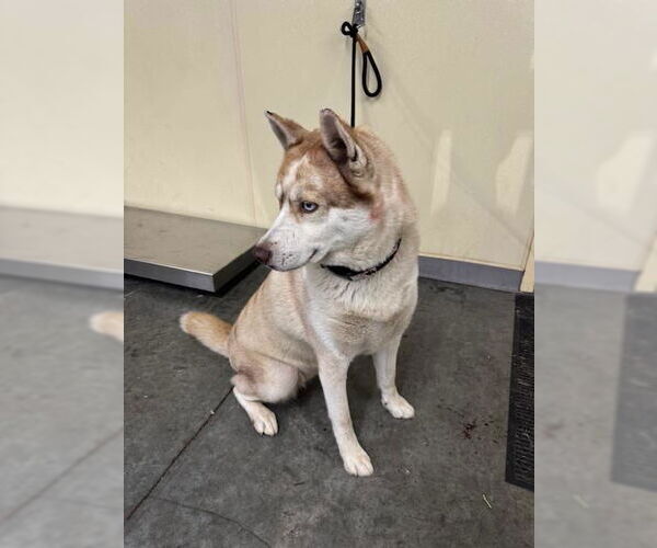 Medium Photo #1 Siberian Husky Puppy For Sale in Orange, CA, USA