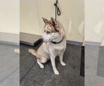 Small Siberian Husky