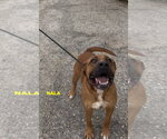 Small #7 Rhodesian Ridgeback Mix