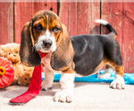 Puppy Oak Basset Hound