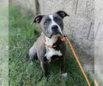 Small American Pit Bull Terrier Mix