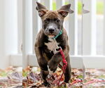 Small #5 Staffordshire Bull Terrier Mix