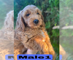 Small #2 Goldendoodle (Miniature)