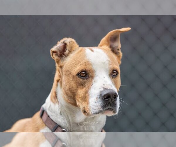 Medium Photo #4 American Pit Bull Terrier-Unknown Mix Puppy For Sale in Calgary, Alberta, Canada