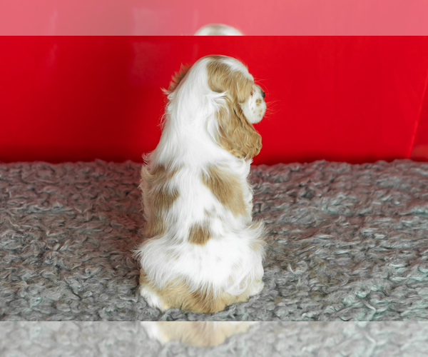 Medium Photo #28 Cocker Spaniel Puppy For Sale in NAPPANEE, IN, USA