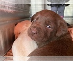 Small Photo #8 Labrador Retriever Puppy For Sale in AMBOY, WA, USA
