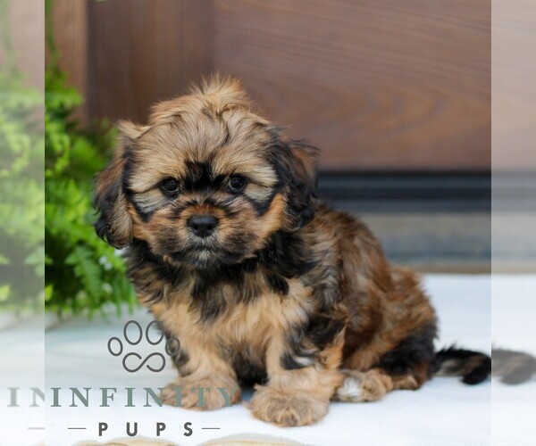 Medium Photo #4 Zuchon Puppy For Sale in MORGANTOWN, PA, USA
