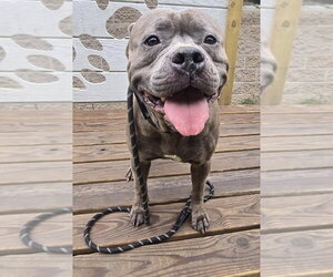 Mutt Dogs for adoption in Glen Allen, VA, USA