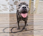 Small Mutt