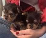 Small Photo #16 Yorkshire Terrier Puppy For Sale in W WARWICK, RI, USA