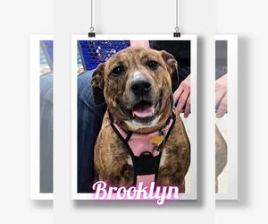 Rosie/Brooklyn - Female Mutt Dog for Adoption - Photo #2