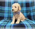 Small #1 Goldendoodle