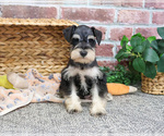 Small #9 Schnauzer (Miniature)