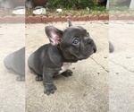 Small Photo #5 French Bulldog Puppy For Sale in ENCINO, CA, USA
