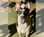 Small #3 Mutt