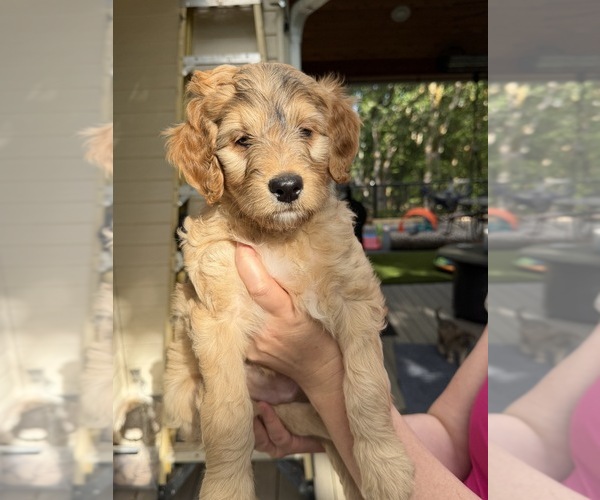 Medium Photo #1 Goldendoodle Puppy For Sale in CORVALLIS, OR, USA