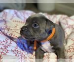 Small Photo #9 American Bully Puppy For Sale in OVERLAND, KS, USA
