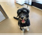 Small Australian Shepherd Mix