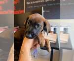 Small Photo #2 Mutt Puppy For Sale in Imlay City, MI, USA