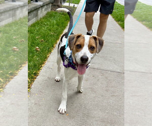 Medium Photo #8 Beagle-Unknown Mix Puppy For Sale in Elmsford, NY, USA