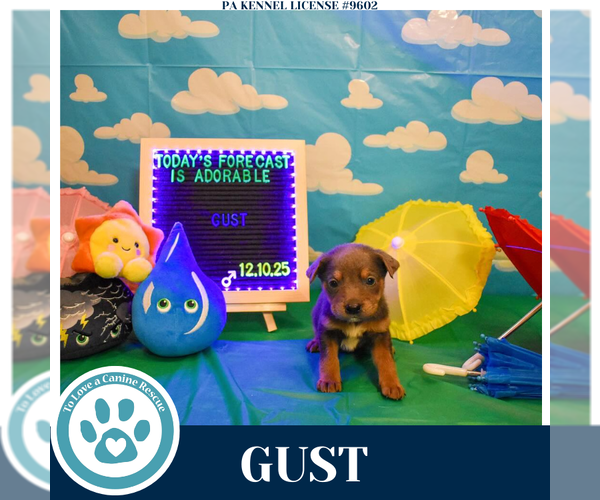 Medium Photo #3 Labrador Retriever-Unknown Mix Puppy For Sale in Kimberton, PA, USA