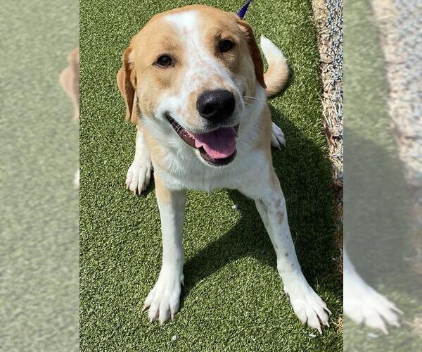 Medium Photo #2 German Shepherd Dog-Unknown Mix Puppy For Sale in Fayetteville, NC, USA