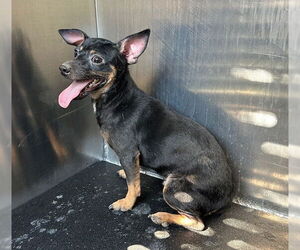 Chihuahua-Unknown Mix Dogs for adoption in San Antonio, TX, USA