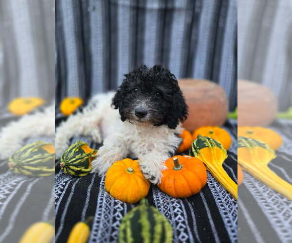 Medium Photo #2 Goldendoodle-Poodle (Miniature) Mix Puppy For Sale in CANON CITY, CO, USA