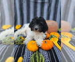 Small #1 Goldendoodle-Poodle (Miniature) Mix